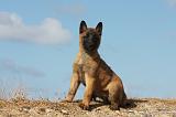 MALINOIS 927